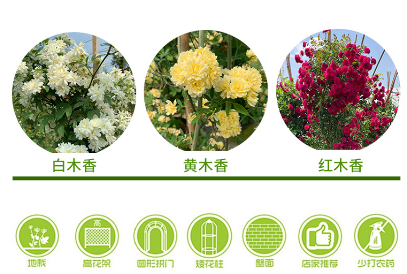 木香花苗七里香盆栽爬藤植物浓香甜蜜四季开花庭院花卉