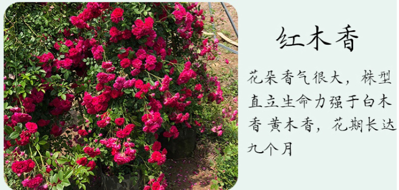 木香花苗七里香盆栽爬藤植物浓香甜蜜四季开花庭院花卉