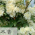 木香花苗七里香盆栽爬藤植物浓香甜蜜四季开花庭院花卉