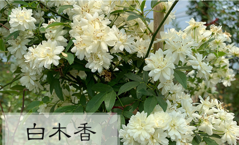 木香花苗七里香盆栽爬藤植物浓香甜蜜四季开花庭院花卉