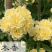 木香花苗七里香盆栽爬藤植物浓香甜蜜四季开花庭院花卉