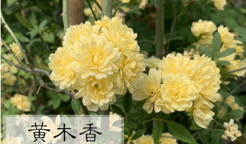 木香花苗七里香盆栽爬藤植物浓香甜蜜四季开花庭院花卉