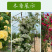 木香花苗七里香盆栽爬藤植物浓香甜蜜四季开花庭院花卉