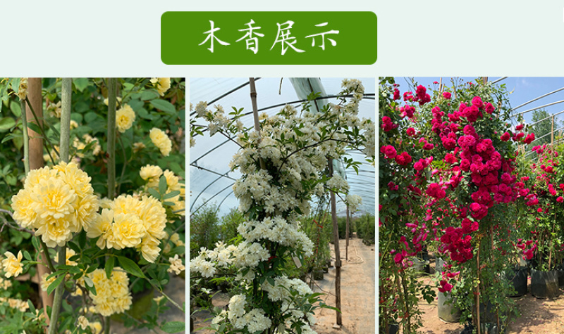 木香花苗七里香盆栽爬藤植物浓香甜蜜四季开花庭院花卉
