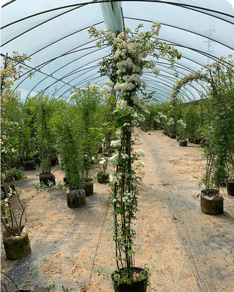木香花苗七里香盆栽爬藤植物浓香甜蜜四季开花庭院花卉