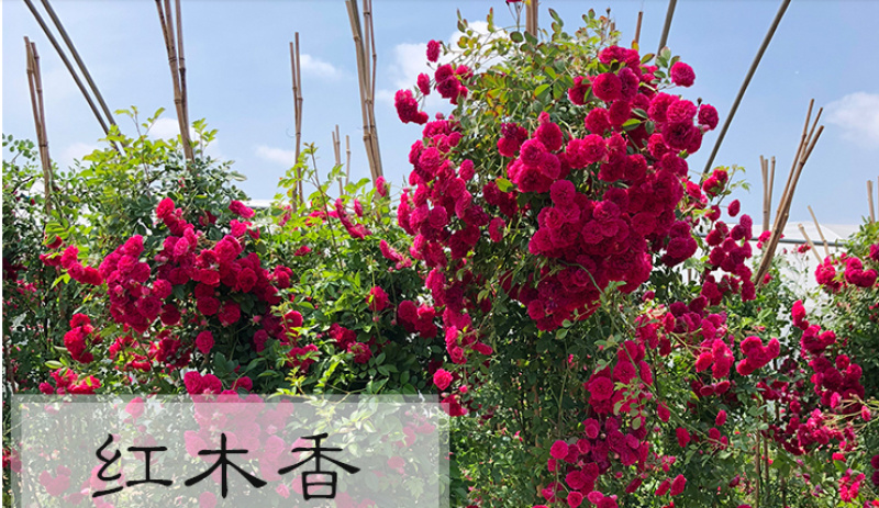 木香花苗七里香盆栽爬藤植物浓香甜蜜四季开花庭院花卉