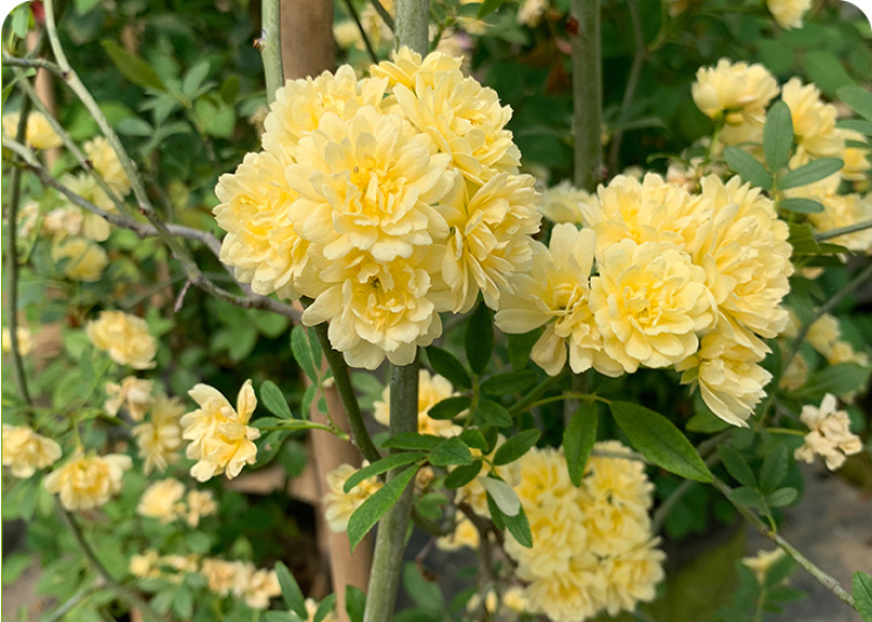木香花苗七里香盆栽爬藤植物浓香甜蜜四季开花庭院花卉