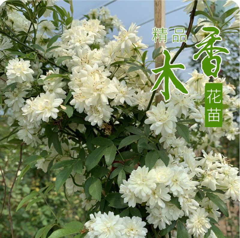 木香花苗七里香盆栽爬藤植物浓香甜蜜四季开花庭院花卉