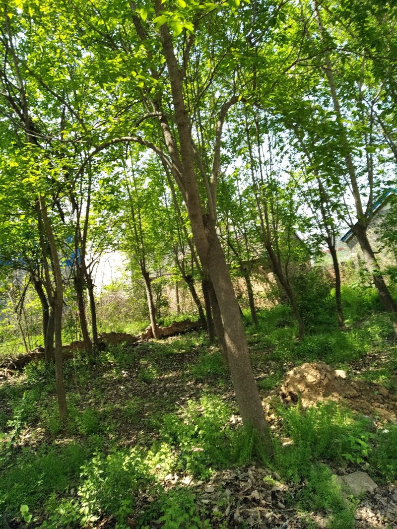 丝棉木，数量有限，需要速联系