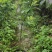 三华李苗包邮正品【广西灵山三华李】嫁接苗/直销