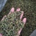 桑叶粒大量批发零售正品保证质量无理由退货退款