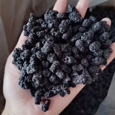 桑葚干，桑椹干，可视频看货。今年新货。