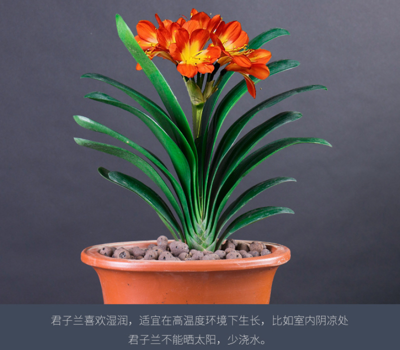 四季君子兰盆栽花卉植物好养大苗当年开花室内外