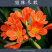 四季君子兰盆栽花卉植物好养大苗当年开花室内外