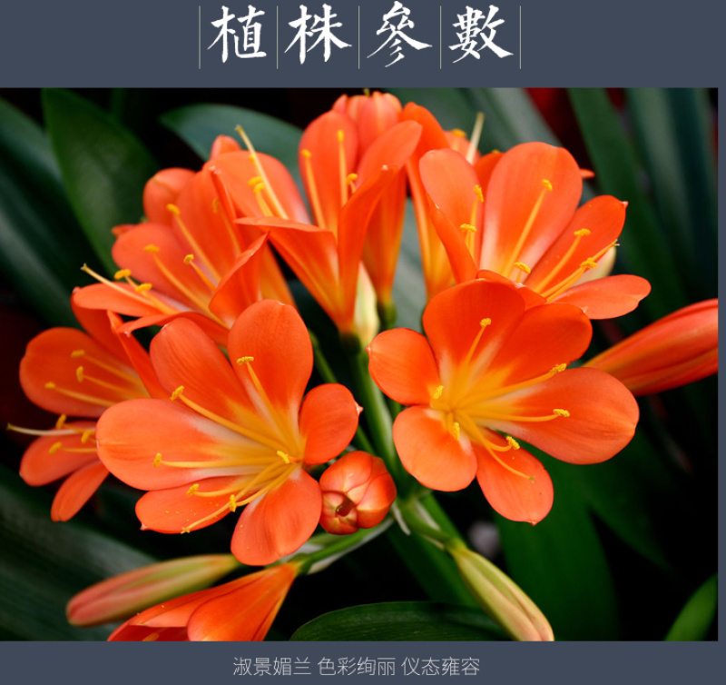 四季君子兰盆栽花卉植物好养大苗当年开花室内外