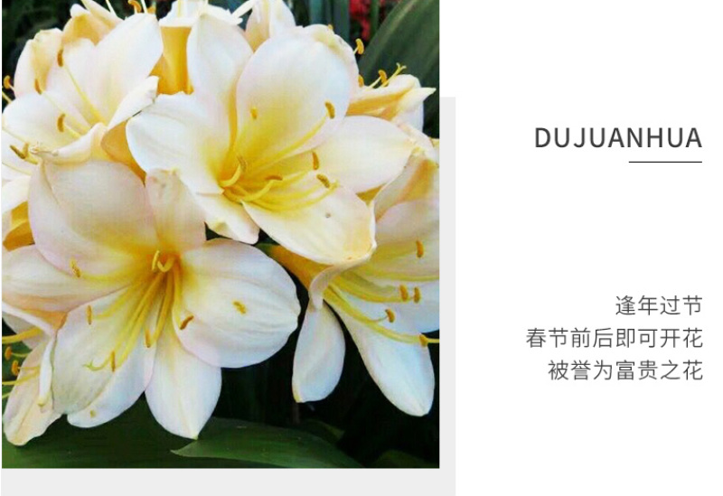 四季君子兰盆栽花卉植物好养大苗当年开花室内外