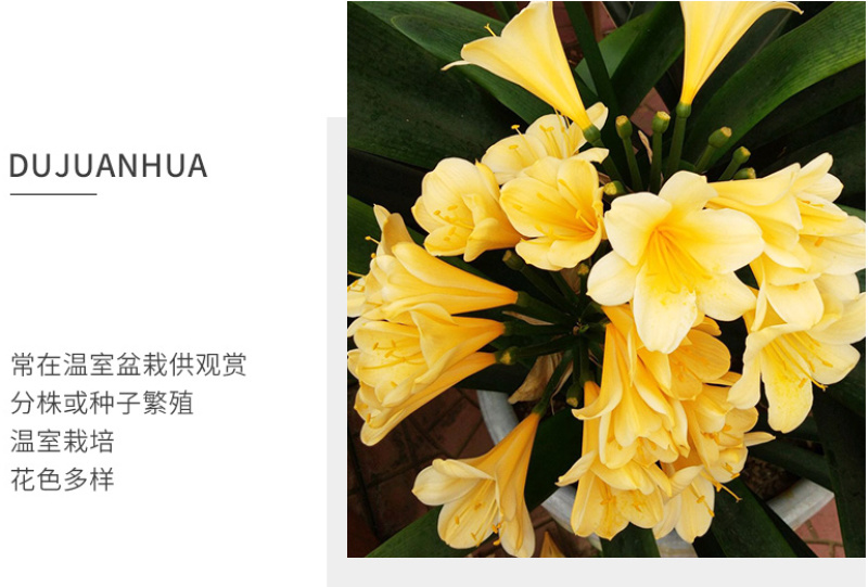 四季君子兰盆栽花卉植物好养大苗当年开花室内外