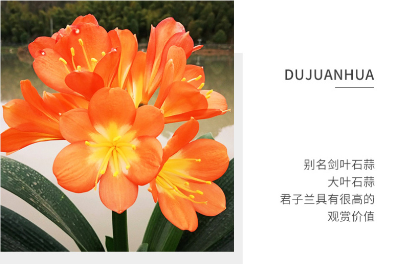 四季君子兰盆栽花卉植物好养大苗当年开花室内外