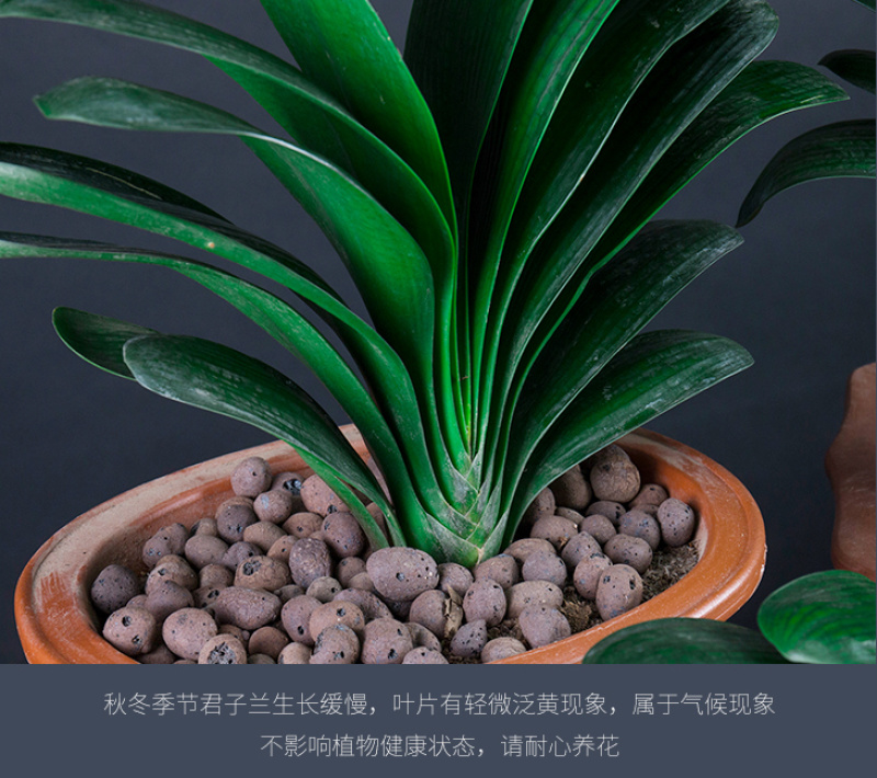 四季君子兰盆栽花卉植物好养大苗当年开花室内外