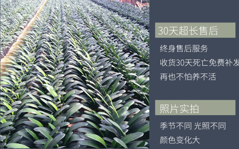 四季君子兰盆栽花卉植物好养大苗当年开花室内外