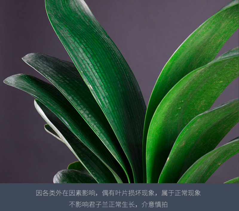 四季君子兰盆栽花卉植物好养大苗当年开花室内外