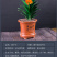 四季君子兰盆栽花卉植物好养大苗当年开花室内外