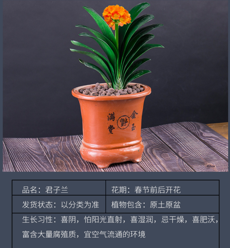 四季君子兰盆栽花卉植物好养大苗当年开花室内外