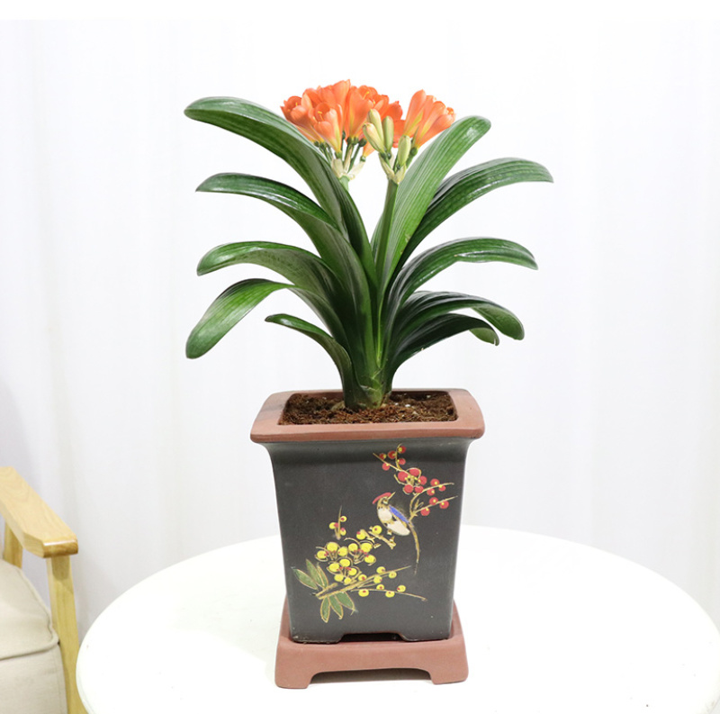 四季君子兰盆栽花卉植物好养大苗当年开花室内外