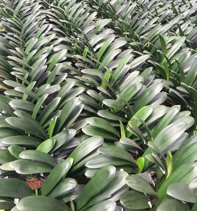 四季君子兰盆栽花卉植物好养大苗当年开花室内外