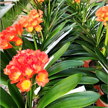 四季君子兰盆栽花卉植物好养大苗当年开花室内外