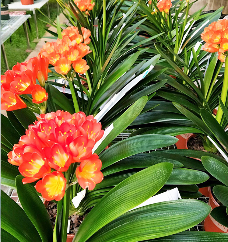 四季君子兰盆栽花卉植物好养大苗当年开花室内外