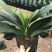 四季君子兰盆栽花卉植物好养大苗当年开花室内外