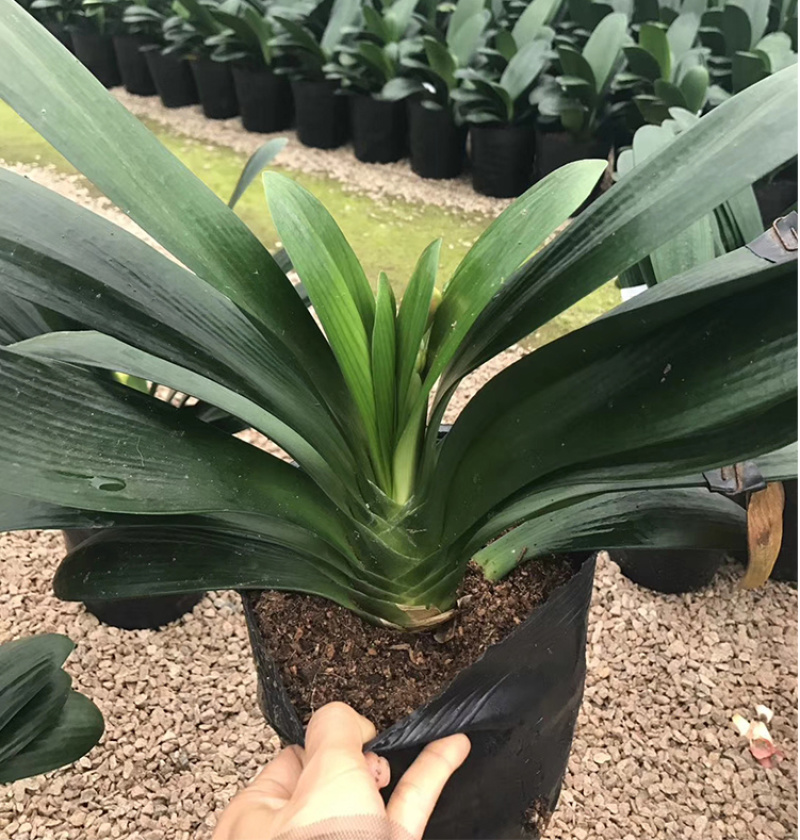 四季君子兰盆栽花卉植物好养大苗当年开花室内外