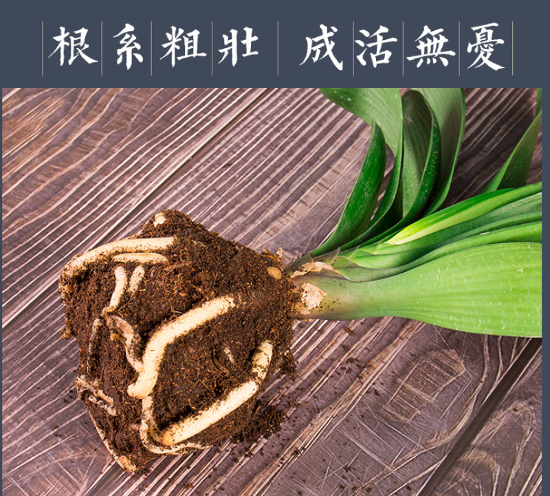 四季君子兰盆栽花卉植物好养大苗当年开花室内外