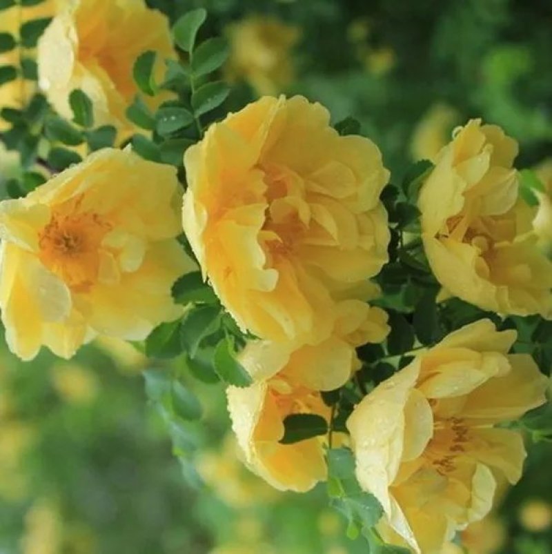 红刺玫种子黄刺玫种籽四季种园林道路绿化庭院篱笆花卉草花种