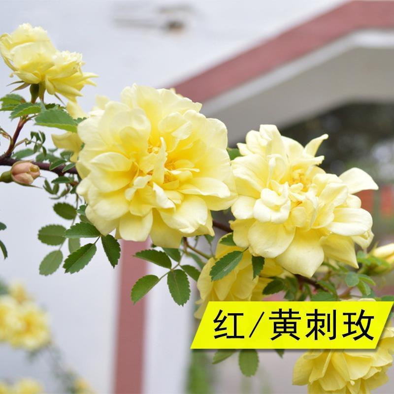 红刺玫种子黄刺玫种籽四季种园林道路绿化庭院篱笆花卉草花种