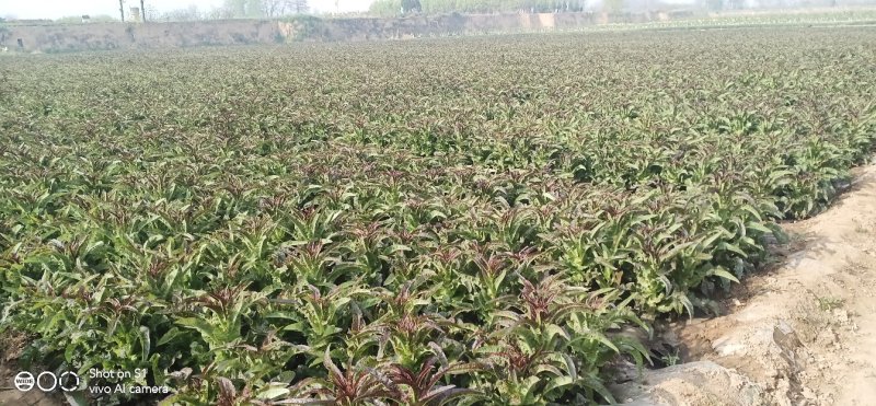陕西精品红叶香莴苣大量上市，货源充足，可提供视频看货