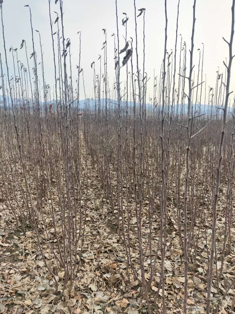 鸡心果（锦绣海棠）树苗现起现发支持线上保障交易
