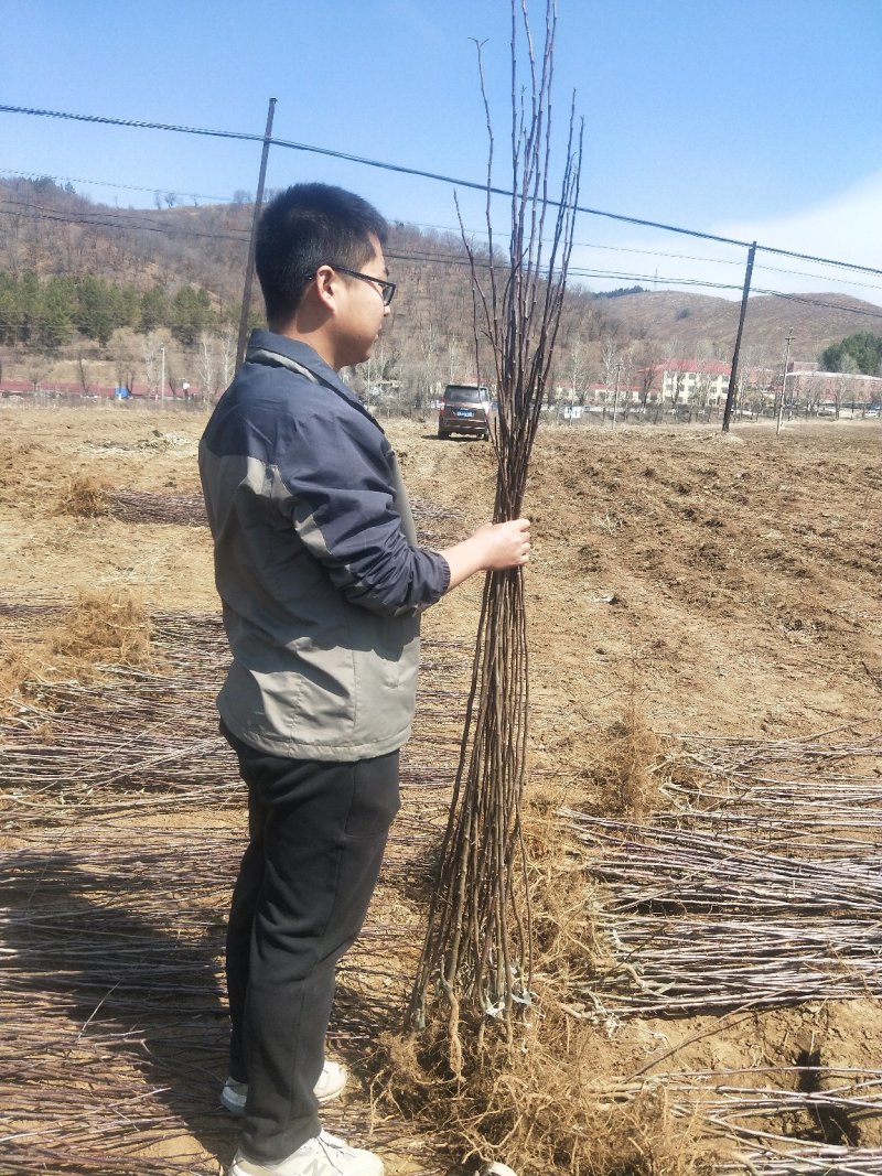 鸡心果（锦绣海棠）树苗现起现发支持线上保障交易
