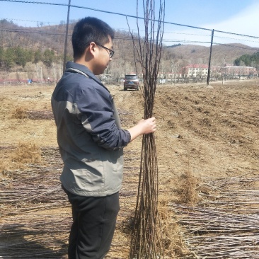 鸡心果（锦绣海棠）树苗现起现发支持线上保障交易