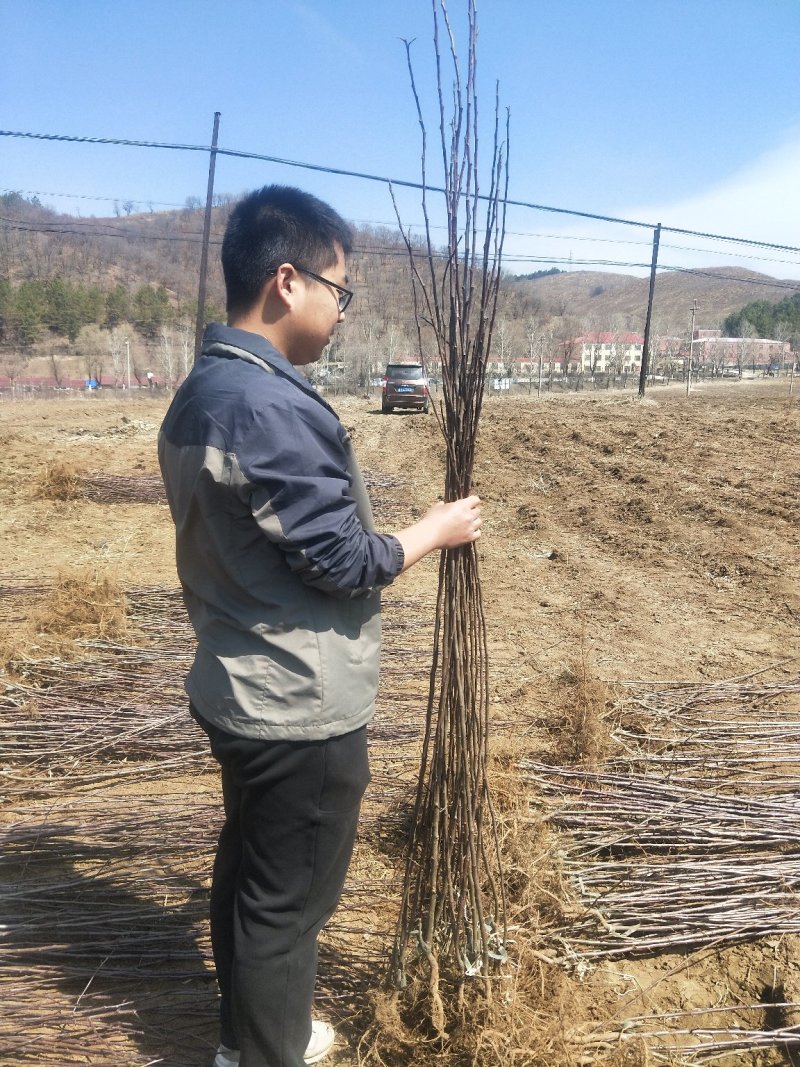 鸡心果（锦绣海棠）树苗现起现发支持线上保障交易