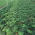沙漠玫瑰盆栽多肉观型观花绿植喜阳耐旱基地直销