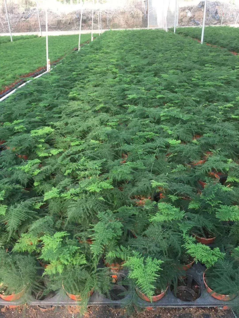 沙漠玫瑰盆栽多肉观型观花绿植喜阳耐旱基地直销