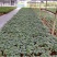 沙漠玫瑰盆栽多肉观型观花绿植喜阳耐旱基地直销