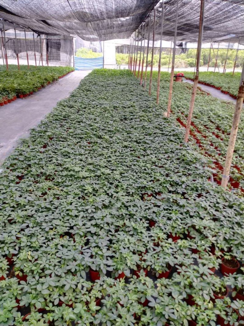 沙漠玫瑰盆栽多肉观型观花绿植喜阳耐旱基地直销