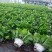 沙漠玫瑰盆栽多肉观型观花绿植喜阳耐旱基地直销