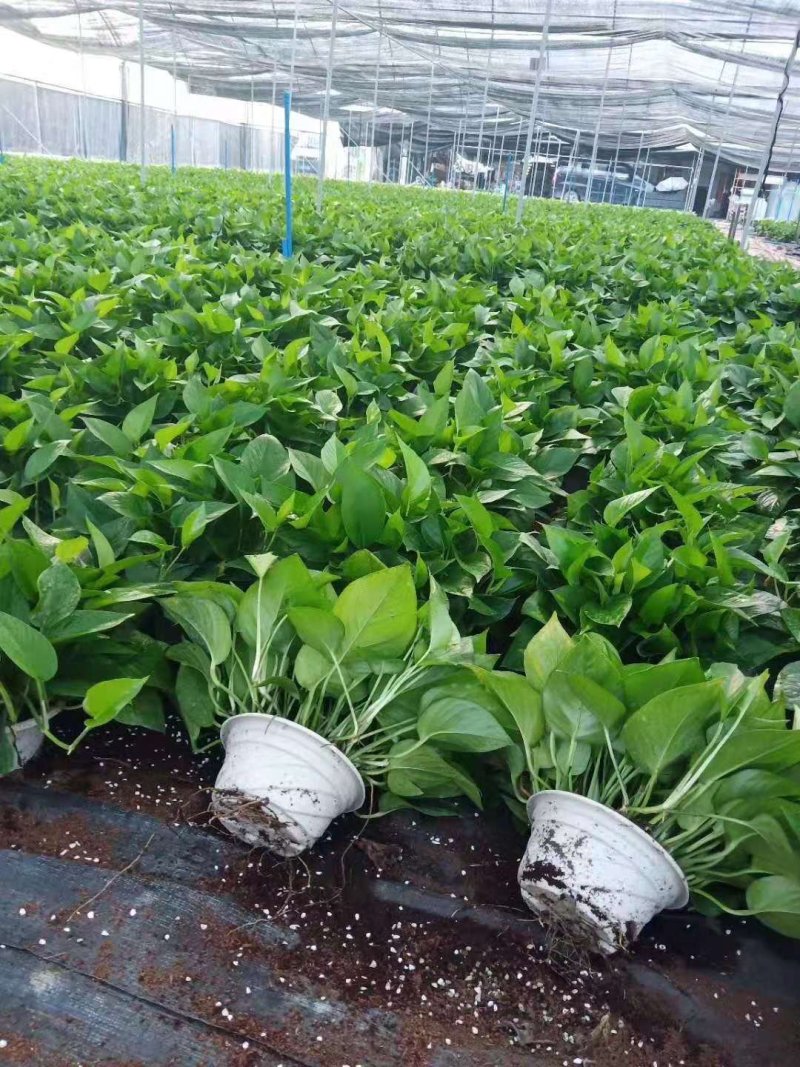 沙漠玫瑰盆栽多肉观型观花绿植喜阳耐旱基地直销
