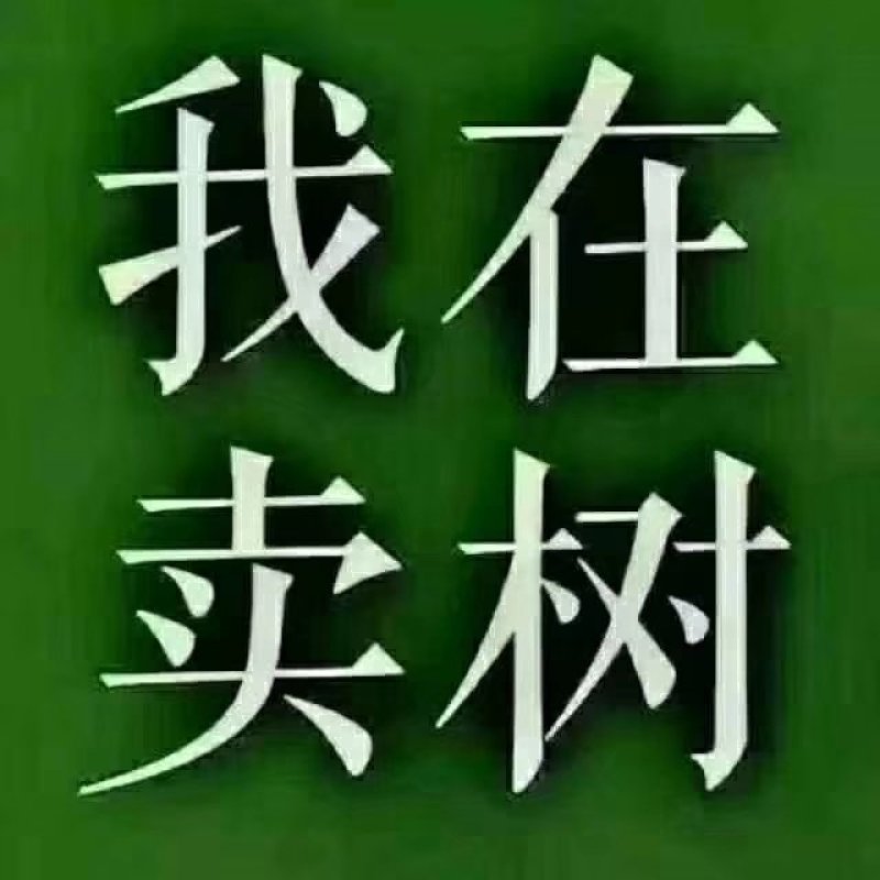 鸡心果（锦绣海棠）树苗现起现发支持线上保障交易