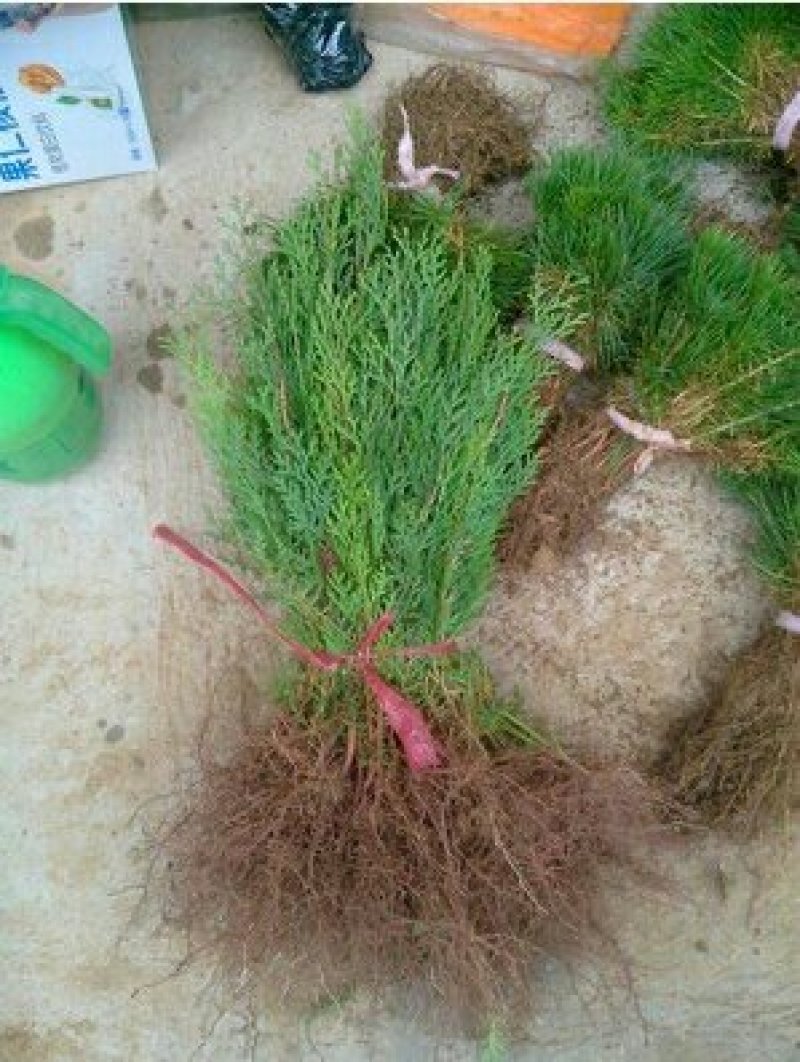 侧柏苗成活率高大小规格齐全，基地直销
