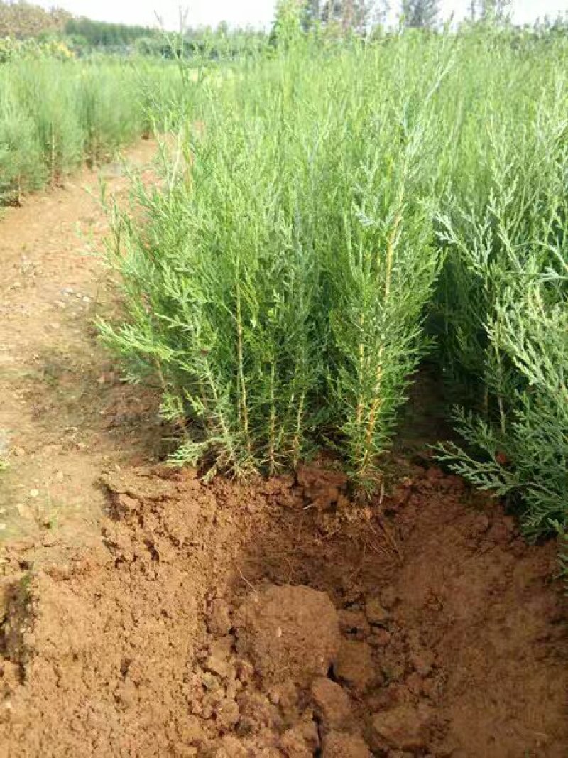 侧柏苗成活率高大小规格齐全，基地直销